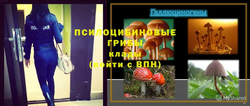 Галлюциногенные грибы Psilocybe  купить  цена  Бугульма 